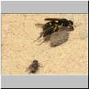 Crabro scutellatus - Grabwespe w03b 9mm mit Fliege - Sandgrube Niedringhaussee.jpg